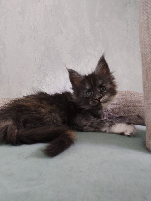 Продам Мейн кунчиков