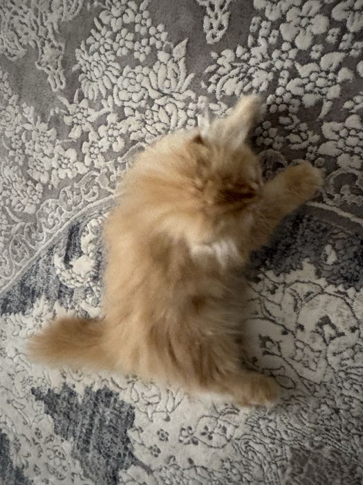 Мушук,пишак,котёнок