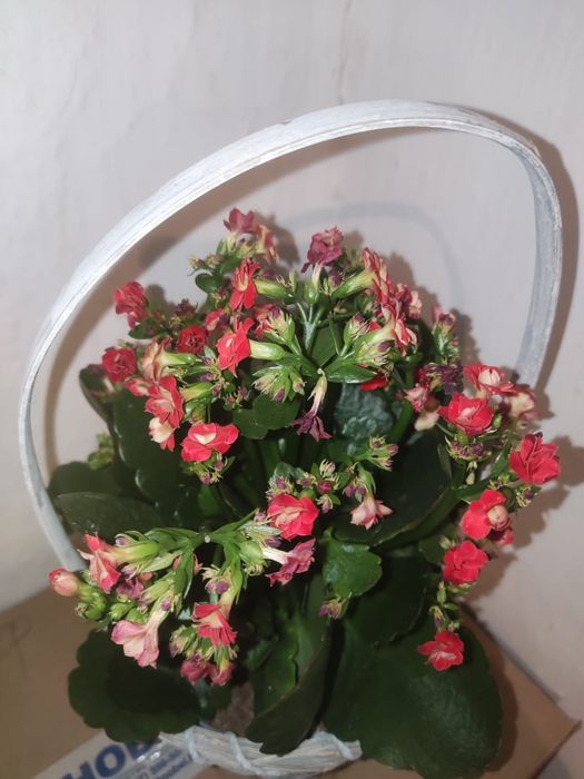 Каланхоэ цветущий на выбор и др.