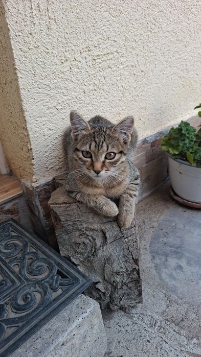 Pisici spre adoptie