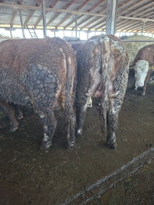 Vand   2 tauri si o jurinca