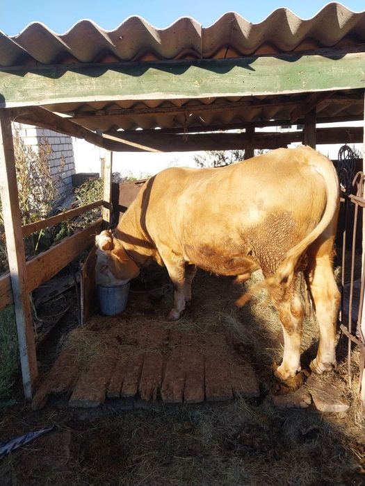 Срочно Продам бычка