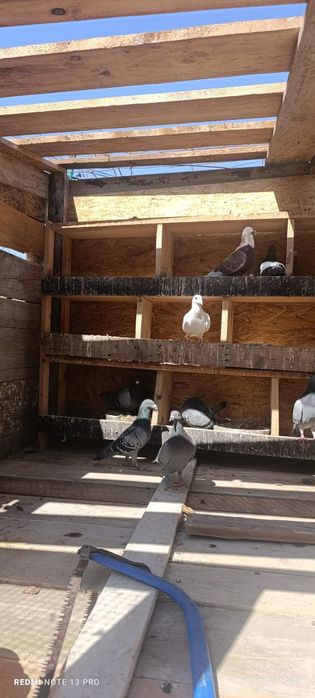 Vand porumbei 15 lei