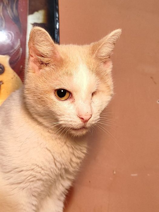 Очаровательный Котик ищет дом