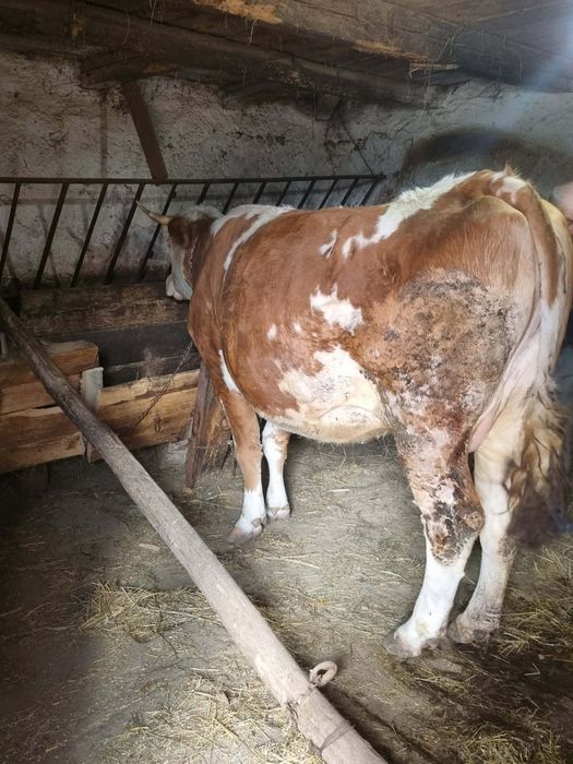 Vacă gestantă de vânzare