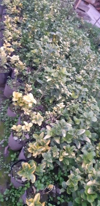 Bresklit Eyonomus shamshod kochatla sotiladi