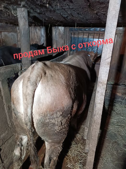 Продам Быка с откорма