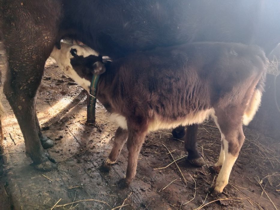 Карова Алатауски парода