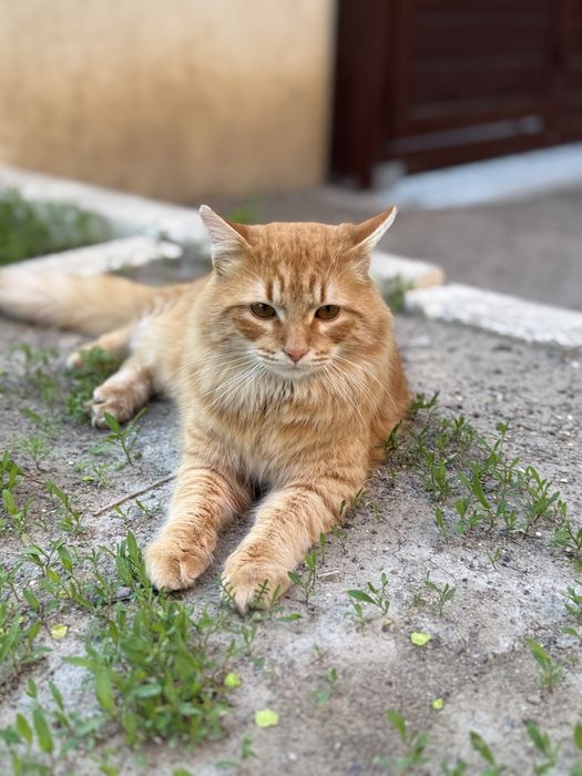 Котик в добрые руки