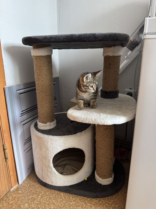 Отдам даром котенка