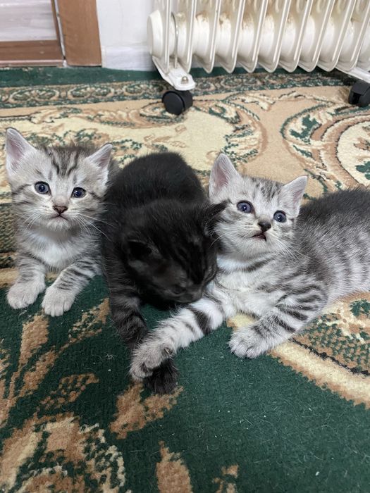 Продам британских котят