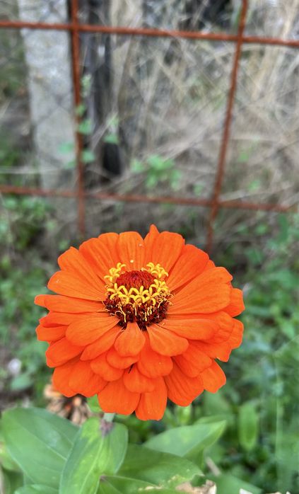 Семена- градинска китайска роза и цинии.