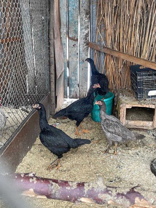 Бойцовские куры.