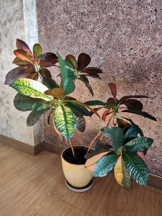 Цветок комнатный "Кротон"