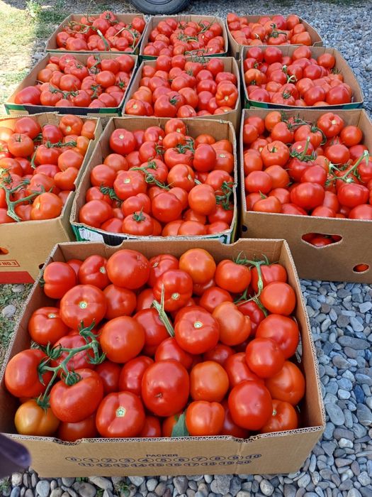 Castraveti , Cucumbers , ogórki, огірки