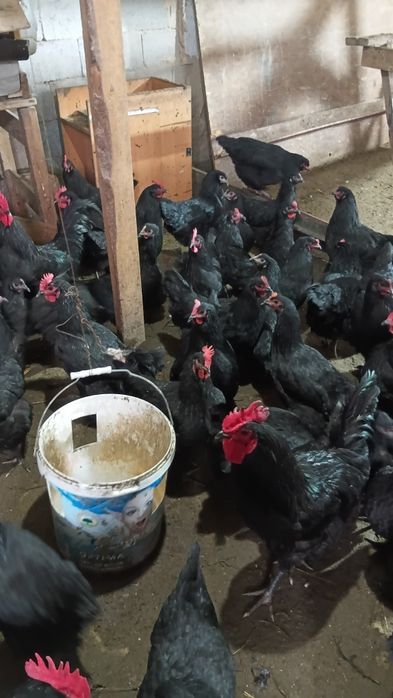 Куры австерлоп  1 год