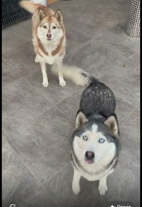 Потерялись две хаски