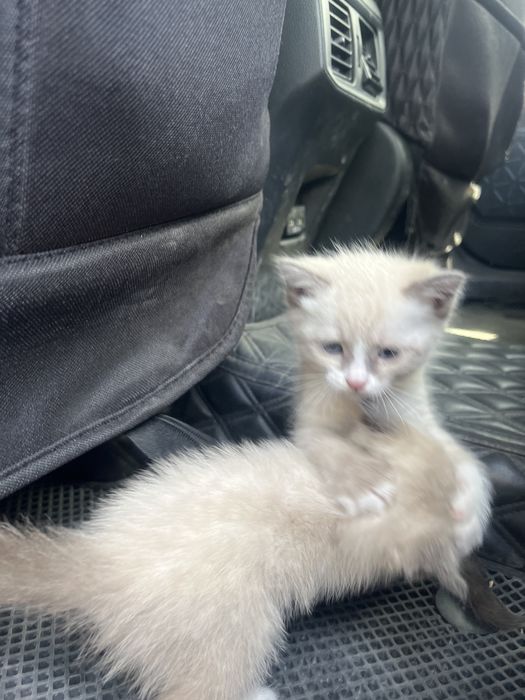 Отдам месячных котят в добрые руки
