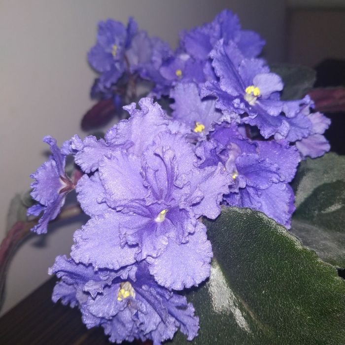 Фиалки разных сортов от 20000 до 25000