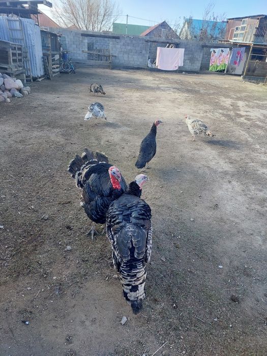 Туйе тауыктар сатылады