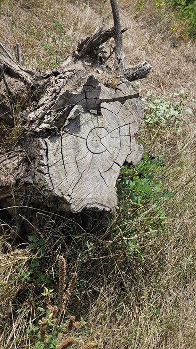 Radacina de nuc, diverse marimi, uscate