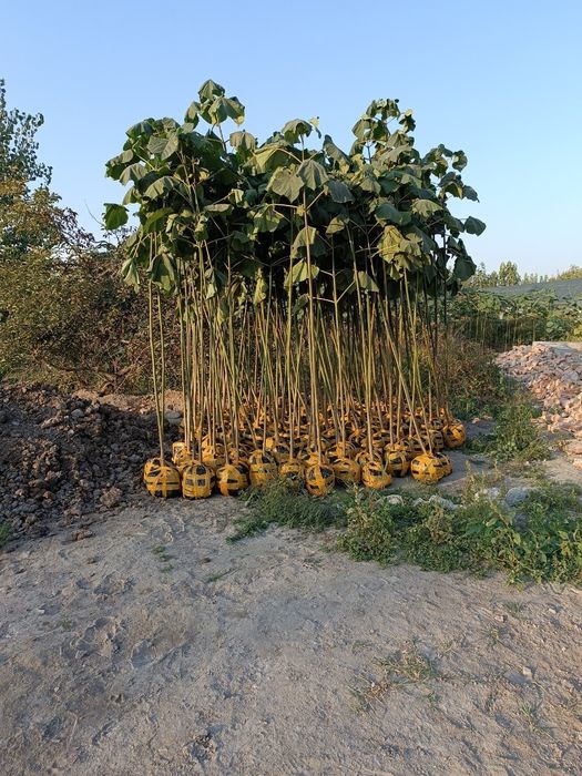 Pavloniya kochatlarimiz sotiladi, arzon narxlarda 24/7 aloqadamiz