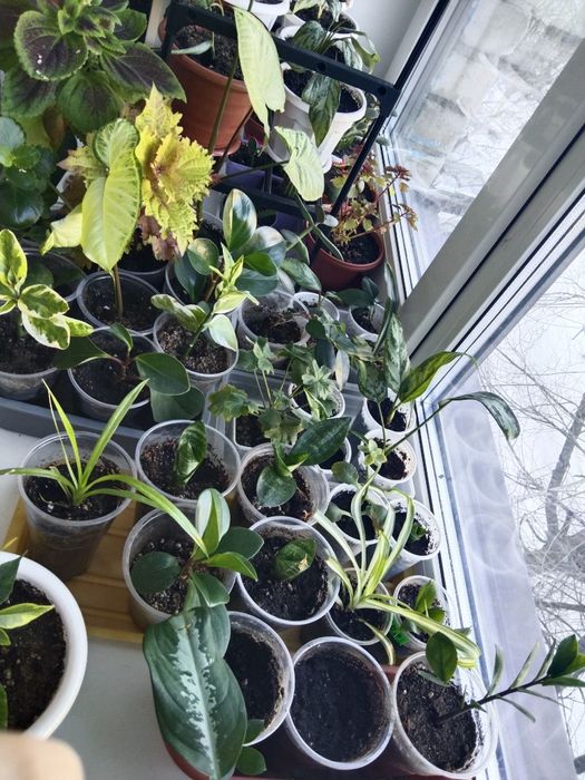 Комнатные цветы не дорого