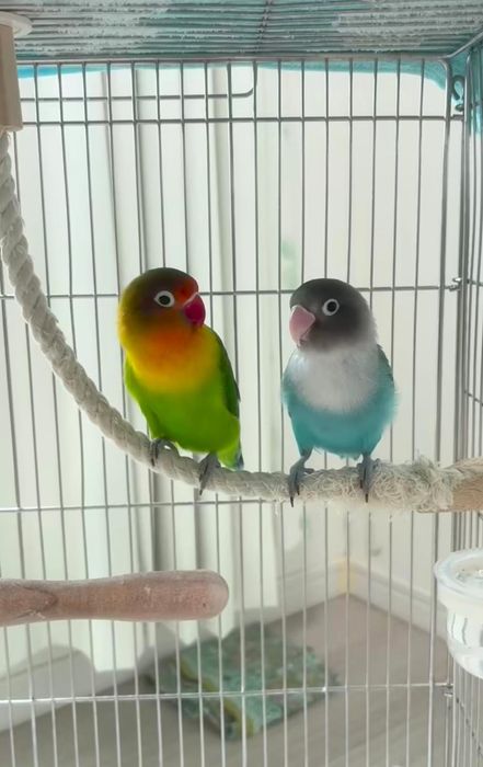 Попугай неразлучники