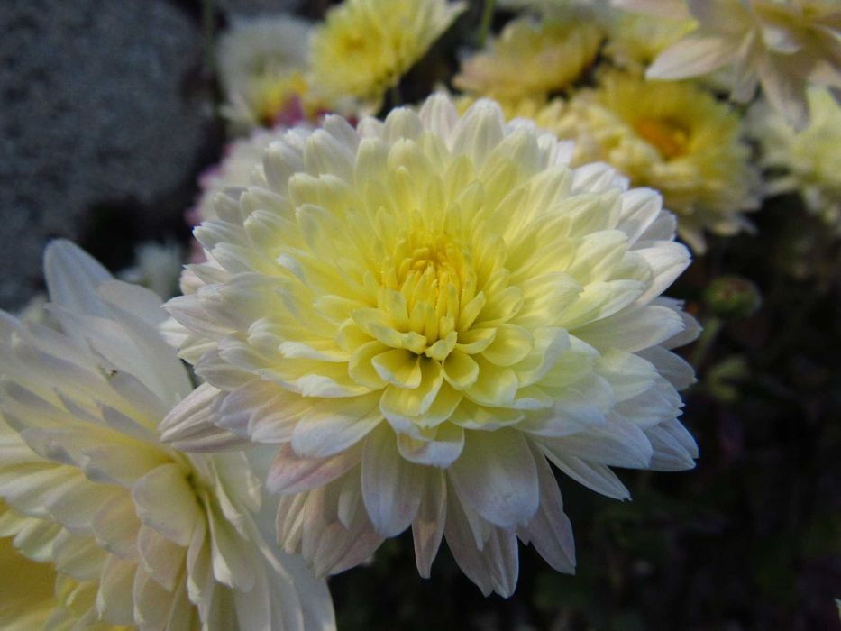 Canon Powershot SX 520HS