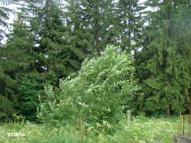 7059 mp de vanzare in Predeal- str. Schiorilor/ Brasov. Comision 0!