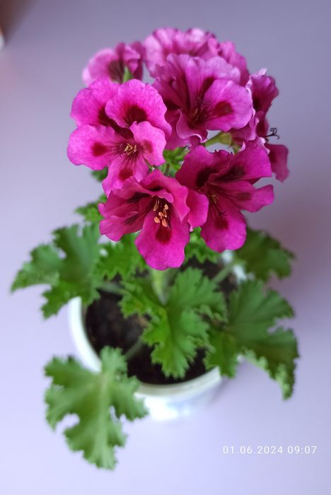 Пеларгонии, герани продам