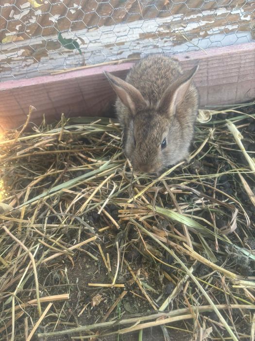 Vând iepuri cap de leu curcit cu iepure de casa