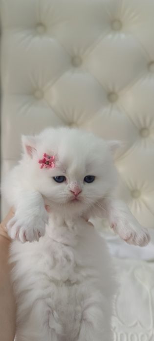 Продаю котят шиншилла