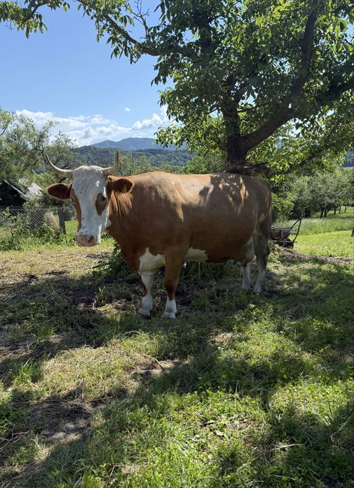Vand vaca baltata romaneasca cu vitel  !!! Merita vazuta !!!