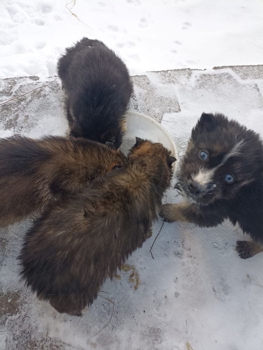 Щенята бесплатно