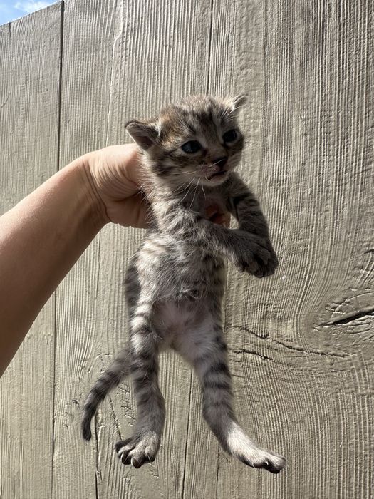 Отдам котят 2 девочки 1 мальчик