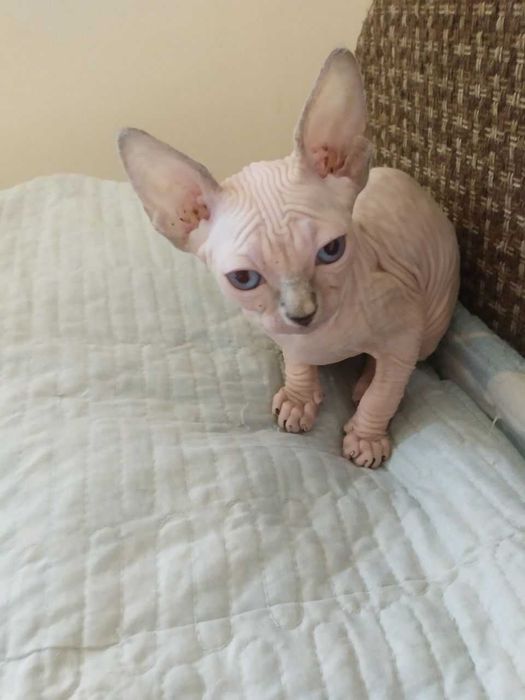 Продаётся котёнок Бамбино