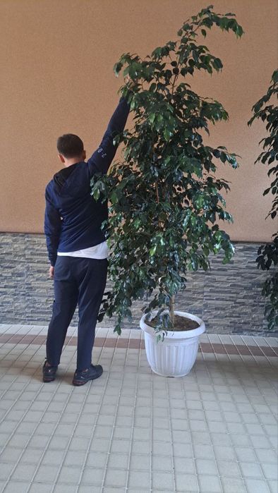 Офис гуллари сотилади