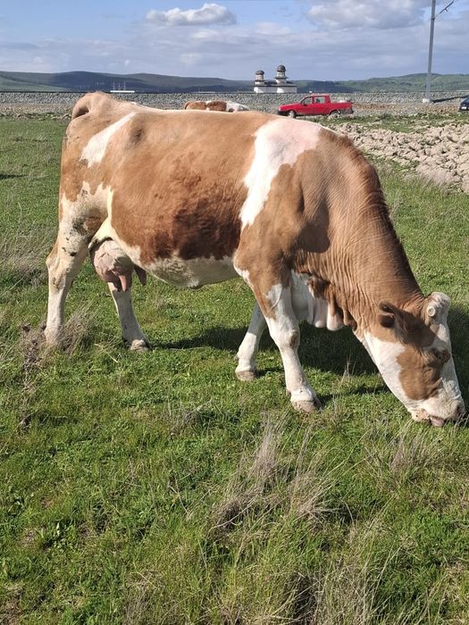 Vând vaca bălțată