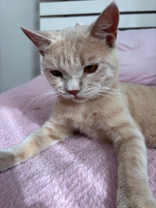 Отдаем котенка в добрые руки!