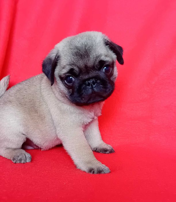 mascul pug mops de vanzare