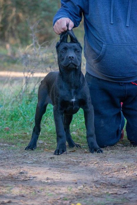 Cane corso 4 luni mascul