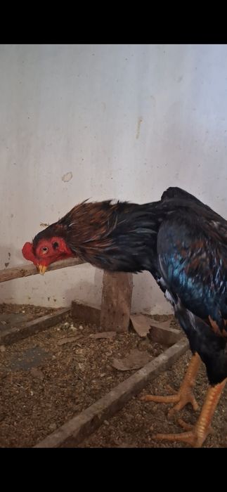 Дакан, бойцов...