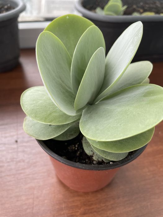 Четырехлистный каланхое