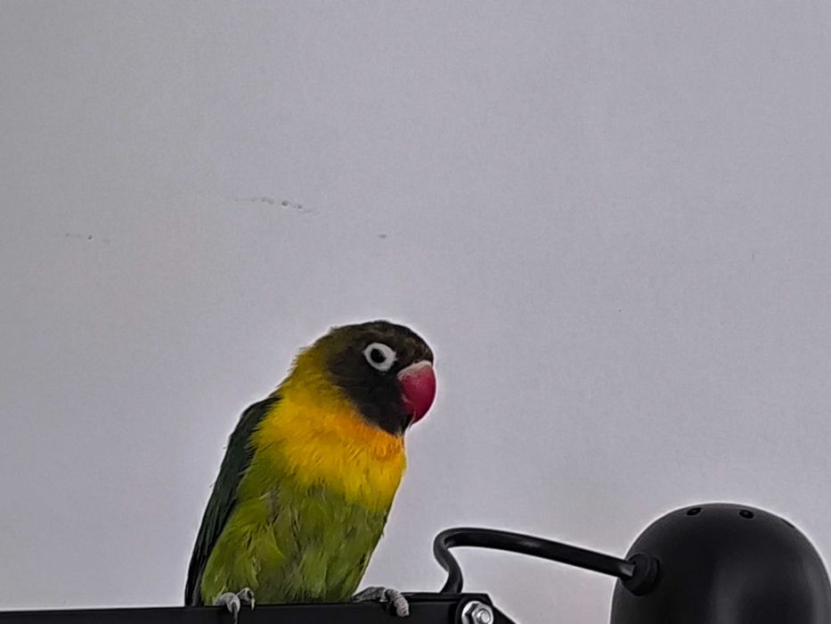 Попугай, неразлучника