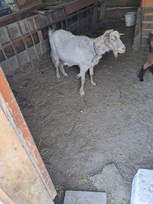 Capre Si un Țap