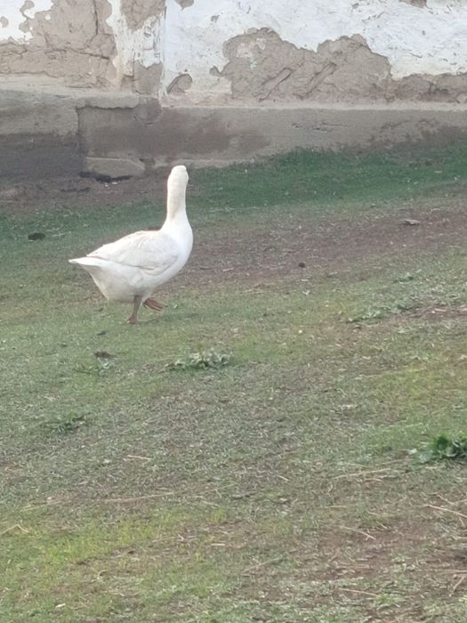 Қаздар күшті туып тұр