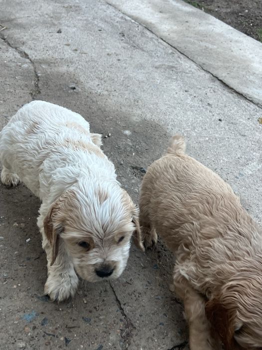 Англиский спаниель