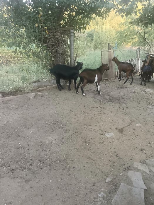 Capre cu lapte de vânzare