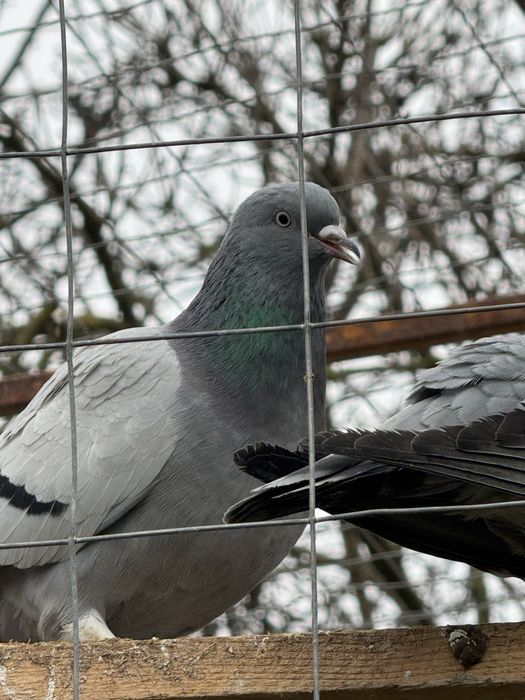 Takla jucatori turcești calitate garantată de joc